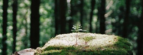 „Ich freue mich, dass das Land einen kleinen Teil seines Waldes wieder der Natur zurückgibt“