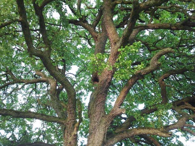 Halbzeitbilanz zur Umweltpolitik des Landesnaturschutzverbands Baden-Württemberg e.V.