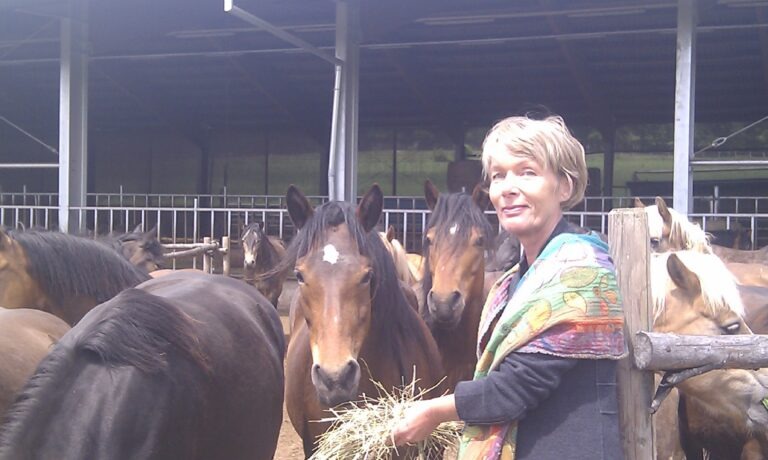 Sinsheimer Fohlenmarkt 2014